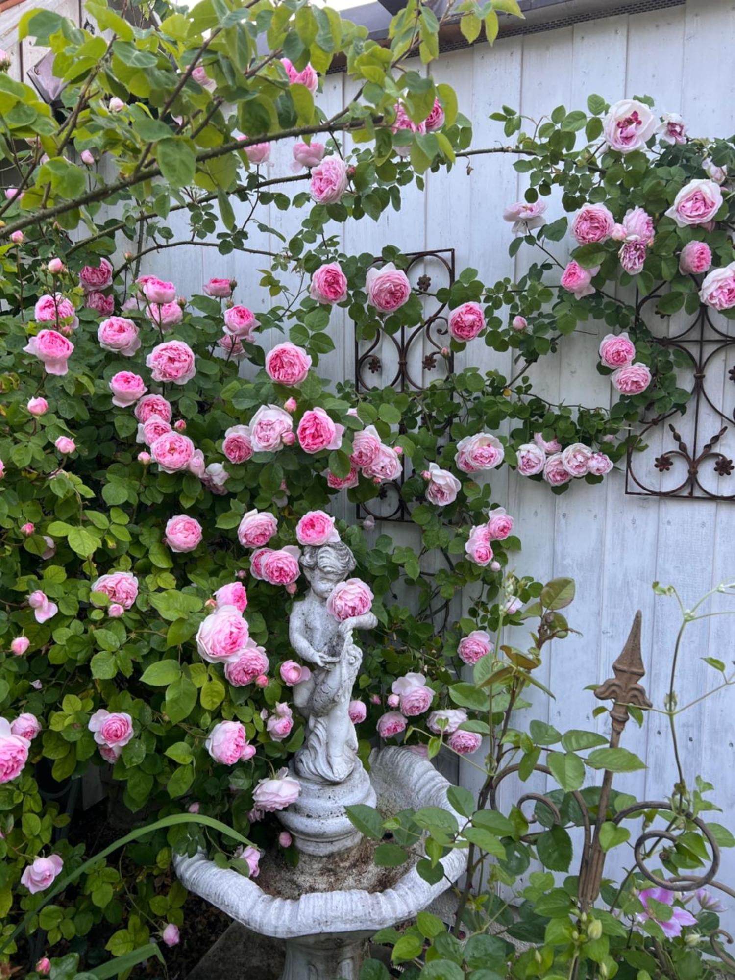 B&B Rosenliebe Niedereschach Exterior photo